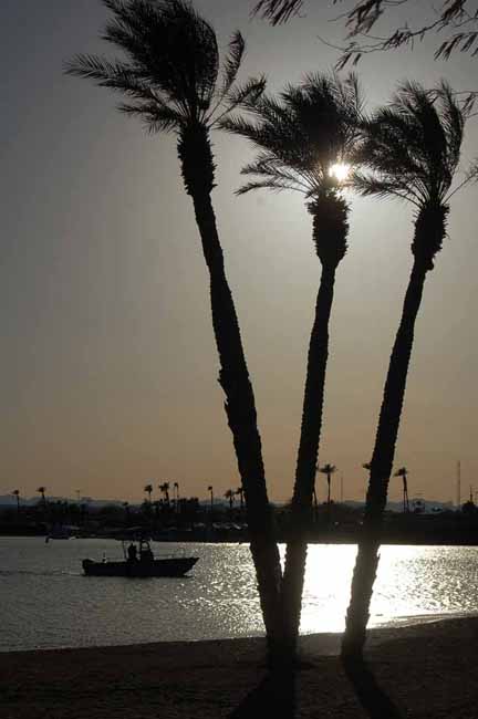 silhouette of palms on Bridgewater Channel